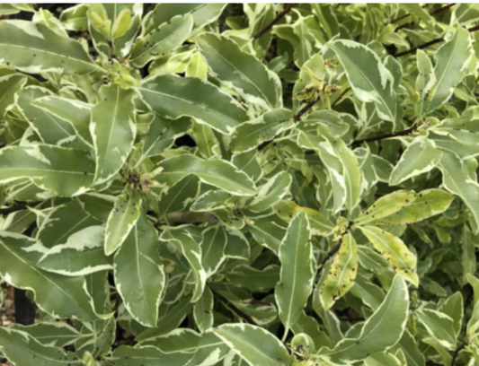 Pittosporum eugenioides Tarata