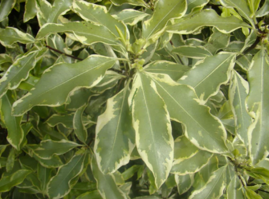 Pittosporum eugenoides Variegatum
