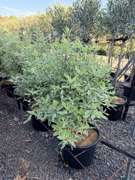 the plant broker