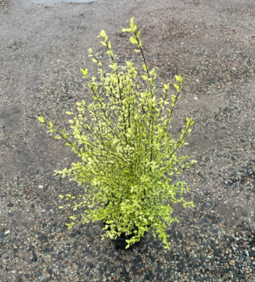 Pittosporum tenuifolium Golden Sheen