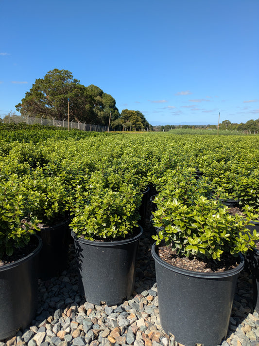 Pittosporum tenuifolium Golf Ball