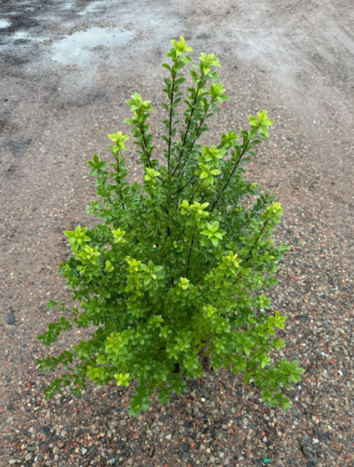 Pittosporum tenuifolium Green Glow