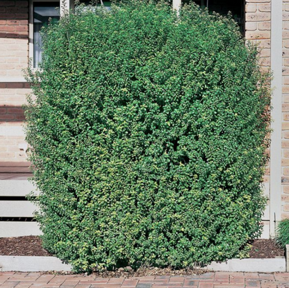 Pittosporum tenuifolium Green Pillar