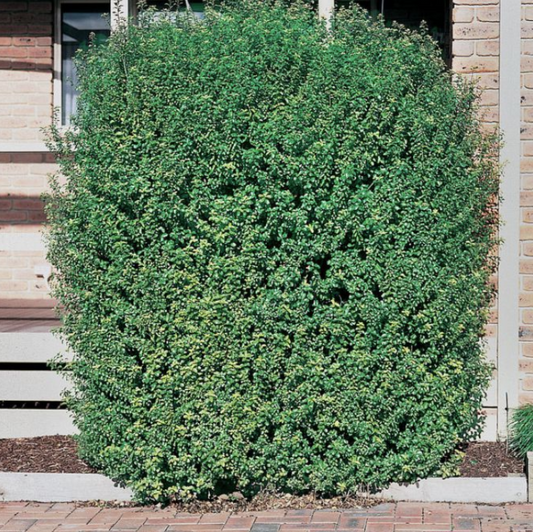 Pittosporum tenuifolium Green Pillar