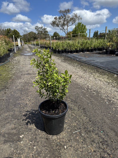Pittosporum tenuifolium Perfect Pillar