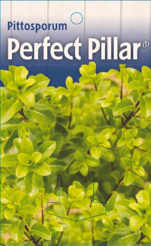 Pittosporum tenuifolium Perfect Pillar