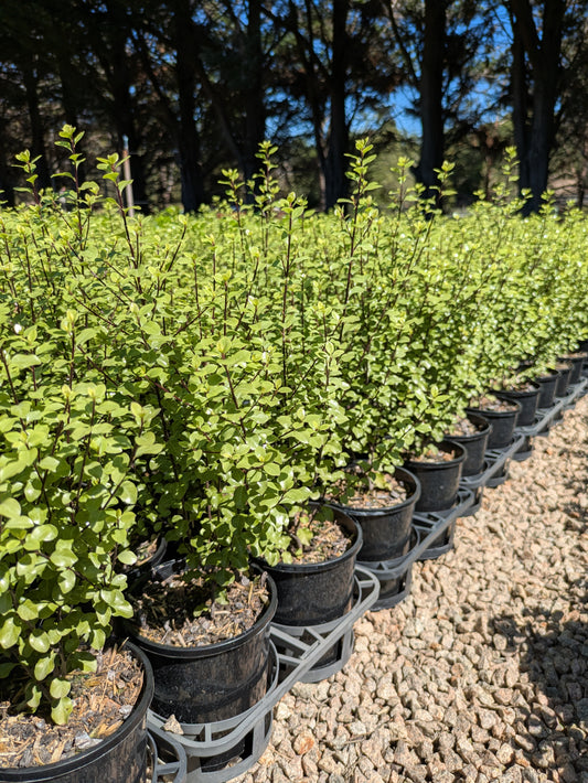 Pittosporum tenuifolium Screen Between