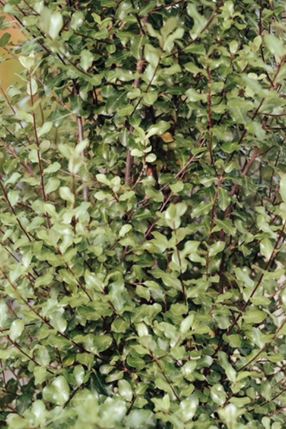 Pittosporum tenuifolium Screenmaster