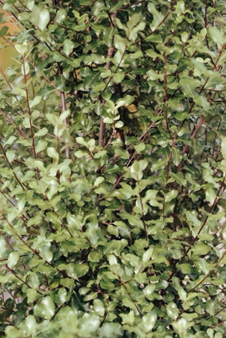 Pittosporum tenuifolium Screenmaster