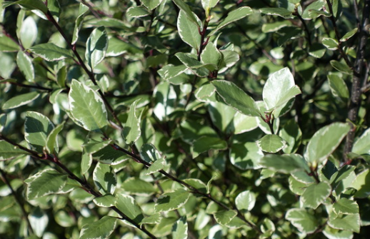 Pittosporum tenuifolium Silver Sheen Dream