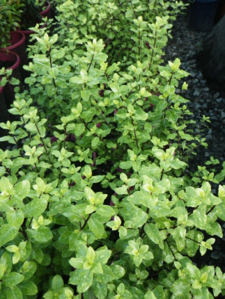 Pittosporum tenuifolium Tasman Ruffles