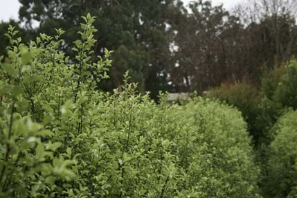 Pittosporum tenuifolium Wonderscreen