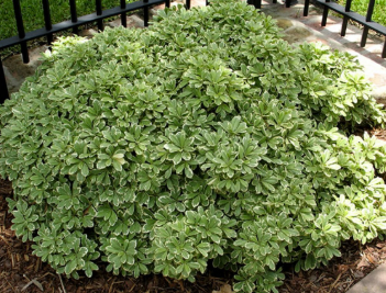 Pittosporum tenuifolium (HI01) Hole in One