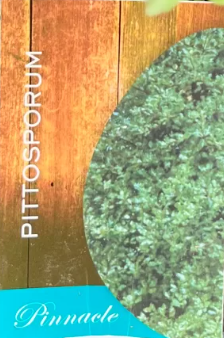 Pittosporum tenuifolium (JDPM002FL)  Pinnacle