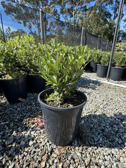 Pittosporum tenuifolium 'Stephens Island'