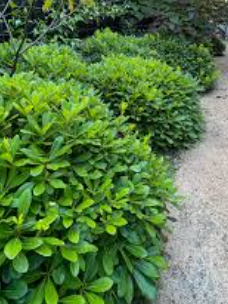 Pittosporum tobira 'Miss Muffett'