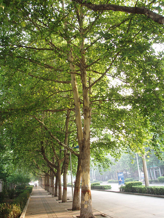Platanus x acerifolia