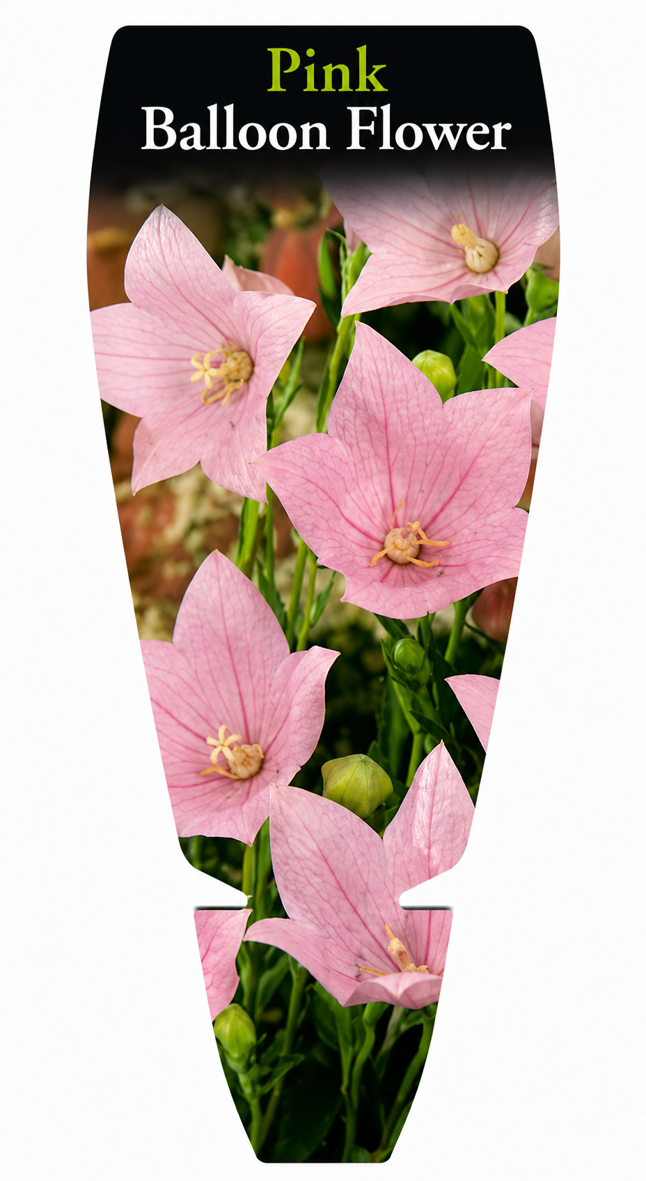 Platycodon spp. Pink