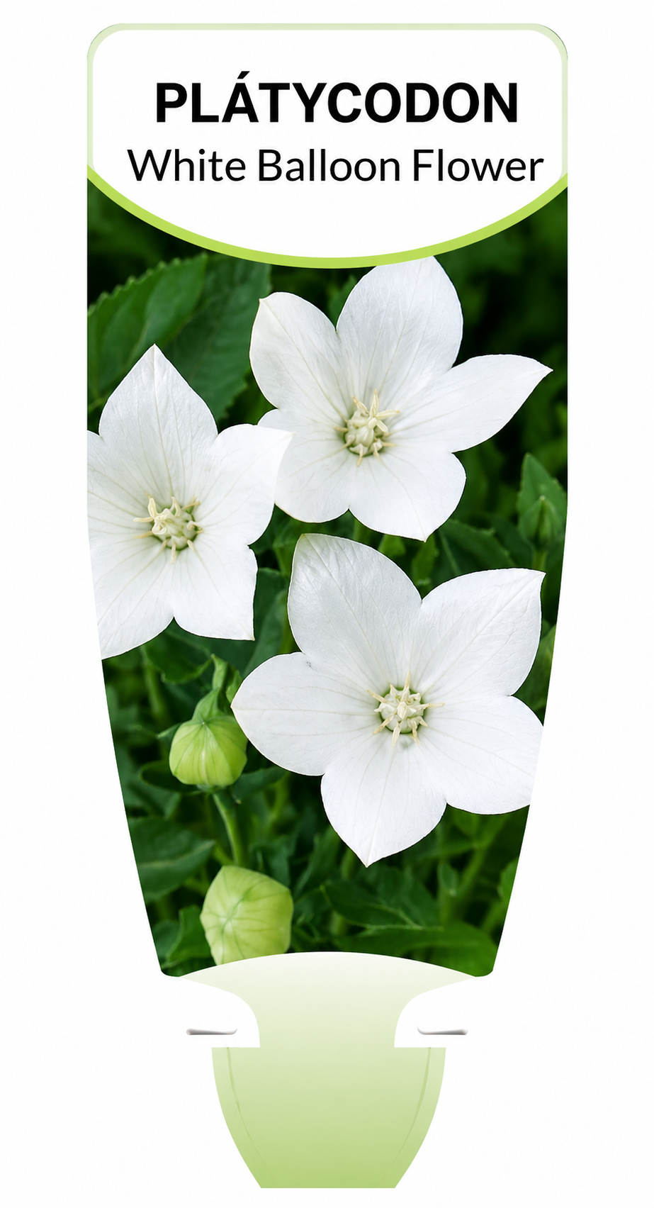 Platycodon spp. White