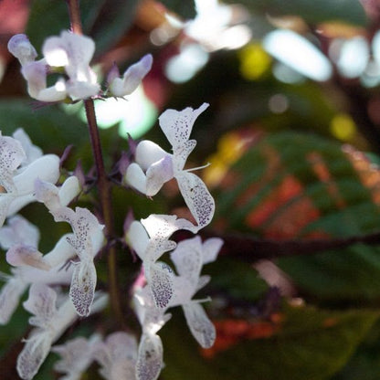 Plectranthus Nico