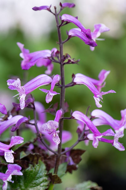Plectranthus MONA® ‘Amethyst’