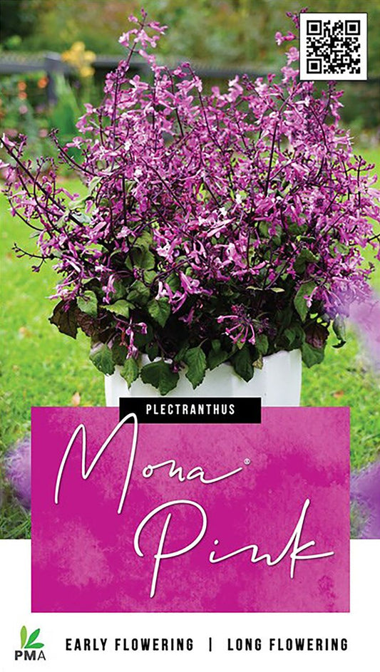 Plectranthus MONA® ‘Pink’