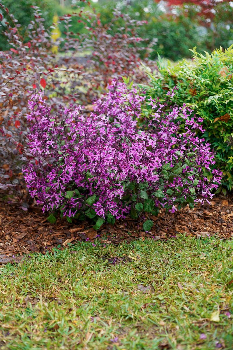Plectranthus MONA® ‘Pink’