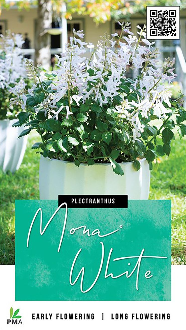 Plectranthus MONA® ‘White’