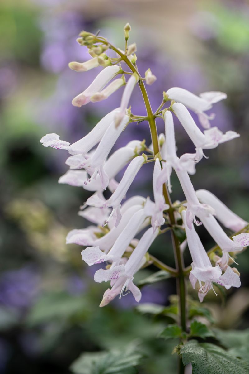 Plectranthus MONA® ‘White’