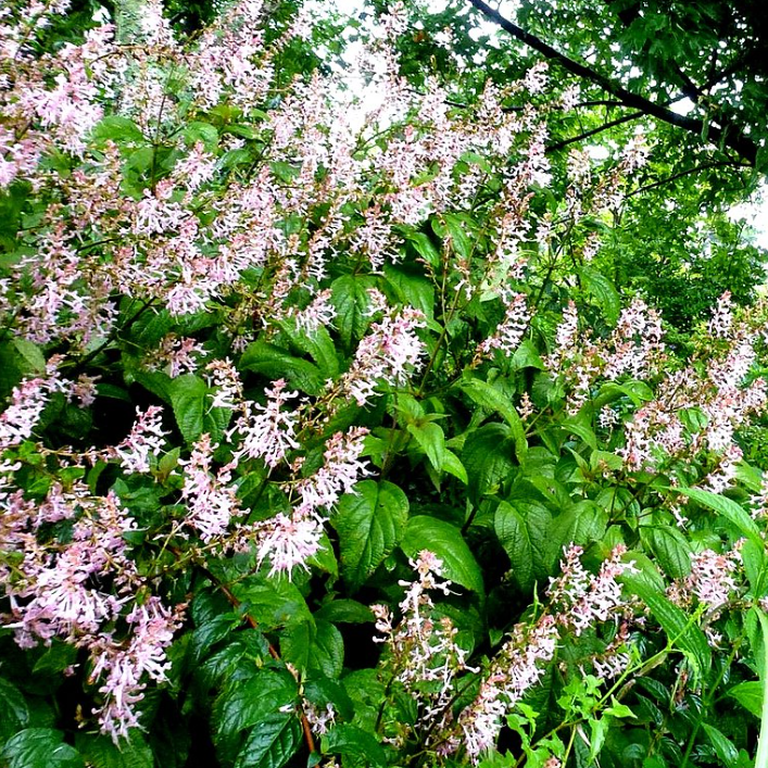 Plectranthus Mona Lavender