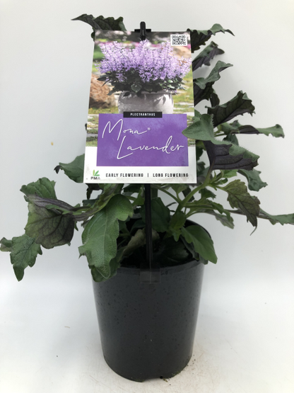 Plectranthus Mona Lavender