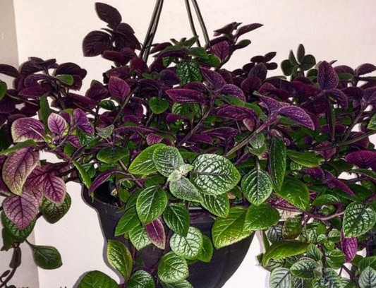 Plectranthus Nico