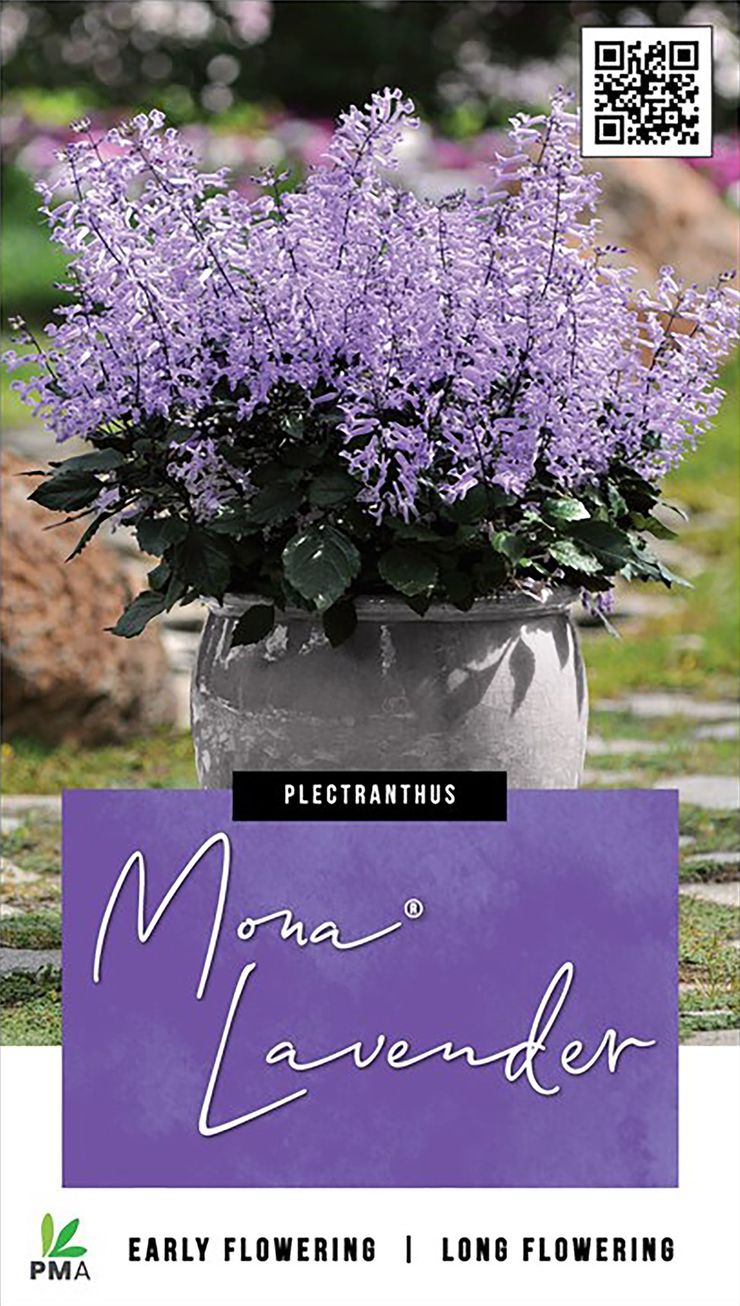 Plectranthus Mona Lavender