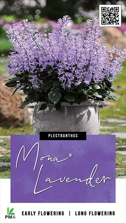 Plectranthus Mona Lavender