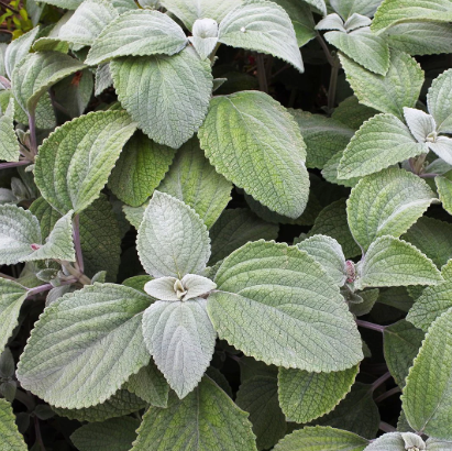 Plectranthus argentea