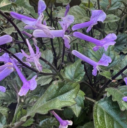 Plectranthus saccatus Velvet Elvis