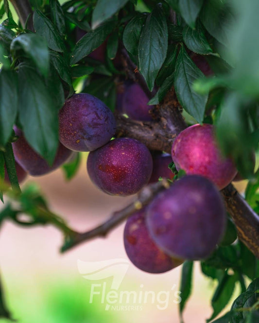 Plum - Primetime