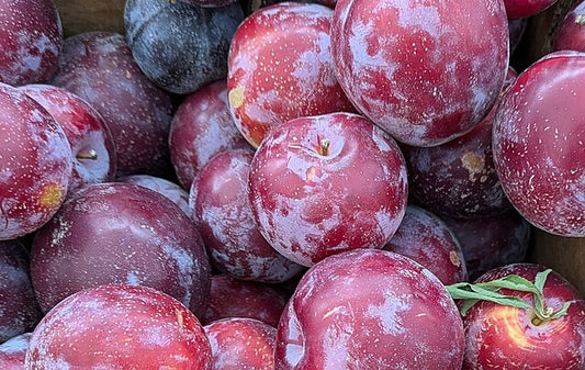 Plum - Santa Rosa
