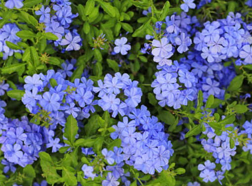 Plumbago auriculata Dark Blue