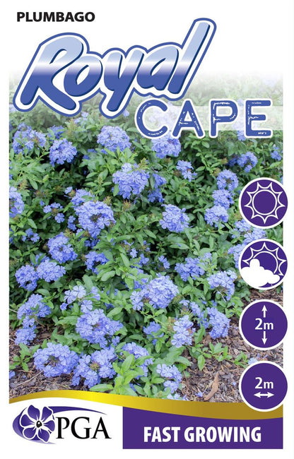 Plumbago auriculata Royal Cape