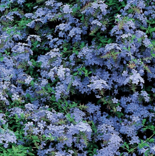 Plumbago auriculata Royal Cape