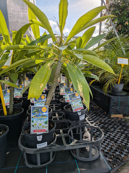 Plumeria Snow Queen