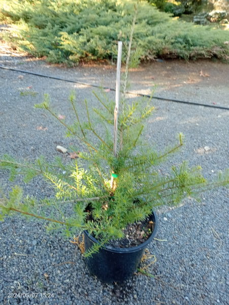 Podocarpus acutifolius