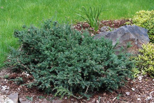 Podocarpus alpinus Blue Gem