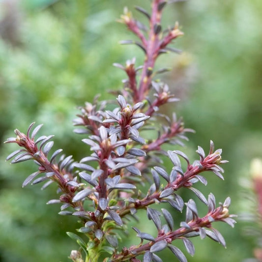Podocarpus alpinus Red Gem