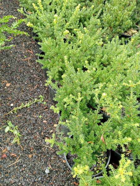 Podocarpus nivalis