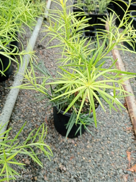 Podocarpus salignus