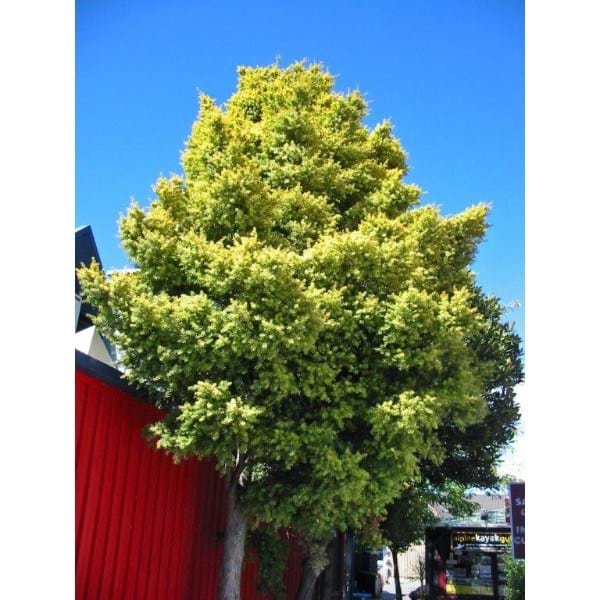 Podocarpus totara Aurea
