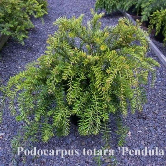 Podocarpus totara Pendula