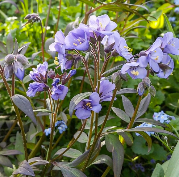 Polemonium Heaven Scent